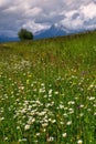 Meadow full of beautiful mountain flowers in the background of the High Tatras mountains. Royalty Free Stock Photo