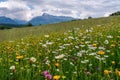 Meadow full of beautiful mountain flowers in the background of the High Tatras mountains. Royalty Free Stock Photo