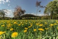 Meadow full of blooming dandelions. Flowering yellow dandelions closeup. Springtime in countryside green grass fresh air positive Royalty Free Stock Photo