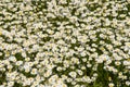 Meadow full of blooming marguerites