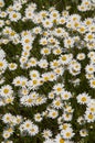 Meadow full of blooming marguerites