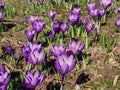 Meadow full of blooming purple crocuses. The first signs of spring. The first flowers bloomed after winter