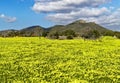 Meadow full of colorful daises with trees, hills and beautiful blue sky, son servera, mallorca, spain Royalty Free Stock Photo