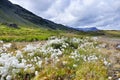 Meadow full of cotton grass in beautiful Iceland Royalty Free Stock Photo