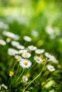 Meadow full of daisies