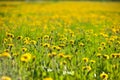 Meadow full of dandelions