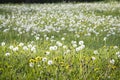 Meadow full of dandelions, grass and yellow wildflowers, spring in the field, selective focus and blur front and back