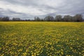 Meadow full of Dandelions growing in Spring Royalty Free Stock Photo