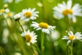 Meadow full of dasies Royalty Free Stock Photo