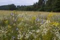 Wildflowers in the meadow Royalty Free Stock Photo