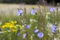 Wildflowers in the meadow, close Royalty Free Stock Photo