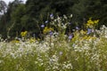 A meadow full of flowers, next to a forest Royalty Free Stock Photo