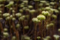 Meadow full of flowers of the sedum sediforme plant