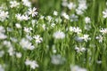 A meadow full of greenery and white spring meadow flowers Royalty Free Stock Photo