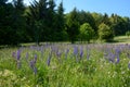 A  Meadow Full Of Lupine Flowers At The Edge Of The Forest In The High RhÃÂ¶n