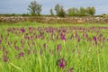 Meadow full of Purple Orchids in Spring