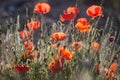 Red wild poppies closeup in sunshine flare Royalty Free Stock Photo