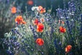Red wild poppies and lavender closeup in sunshine flare Royalty Free Stock Photo