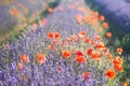 Red wild poppies and lavender field closeup in sunshine flare Royalty Free Stock Photo