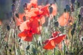 Red wild poppies closeup in sunshine flare Royalty Free Stock Photo