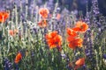 Red wild poppies and lavender closeup in sunshine flare Royalty Free Stock Photo