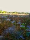 Meadow full of spiders webs Royalty Free Stock Photo