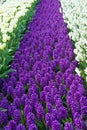 Meadow full of spring hyacinth flowers in Keukenhof, Nederlands Royalty Free Stock Photo