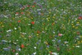 Meadow full of a variety of colorful wild flowers including blue cornflowers and yellow marigolds, England UK Royalty Free Stock Photo