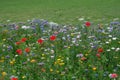 Meadow full of a variety of colorful wild flowers, England UK