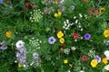 Meadow full of a variety of colorful wild flowers including blue cornflowers, and buttercups amongst the grass, England UK Royalty Free Stock Photo