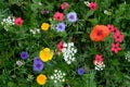 Meadow full of a variety of colorful wild flowers including blue cornflowers, and buttercups amongst the grass, England UK Royalty Free Stock Photo