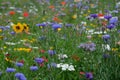 Meadow full of a variety of colorful wild flowers including blue cornflowers, and marigolds amongst the grass, England UK Royalty Free Stock Photo