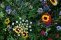 Meadow full of a variety of colorful wild flowers including blue cornflowers and yellow marigolds, England UK Royalty Free Stock Photo