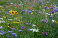 Meadow full of a variety of colorful wild flowers including blue cornflowers and yellow marigolds, England UK Royalty Free Stock Photo