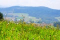 Meadow full of flowers in Poland with mountains in the background. Royalty Free Stock Photo