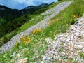 Meadow full of wildflowers incl. hawkbit (Leontodon pyrenaicus) Royalty Free Stock Photo