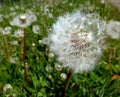 Meadow full of withered dandelions Royalty Free Stock Photo