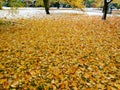 Meadow full of yellow autumn leaves after snowfall