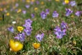 Meadow full of yellow and purple wildflowers under the bright spring sun