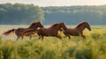 Meadow Gallop: Wild Horses in Golden Hour Royalty Free Stock Photo