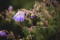 Meadow geranium. Blooming geranium with lilac flowers among the grass. Medicinal plant. Evening shot Royalty Free Stock Photo