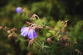 Meadow geranium. Blooming geranium with lilac flowers among the grass. Medicinal plant. Evening shot Royalty Free Stock Photo