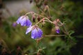 Meadow geranium. Blooming geranium with lilac flowers among the grass. Medicinal plant. Evening shot Royalty Free Stock Photo