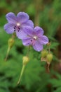 Blue wild flowers - Meadow Geranium or Meadow Cranesbill; Geranium pratense Royalty Free Stock Photo