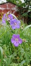 Meadow geranium flower