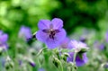 Meadow geranium flower in the grass in the field.