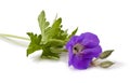 Meadow geranium flower