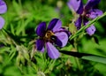 Meadow geranium flowers with a bumblebee and green grass in the field.