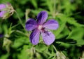 Meadow geranium flowers in the grass in the field.