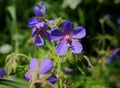 Meadow geranium flowers in the grass in the field. Wild flower.